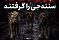 کارزار جمع‌آوری سگ‌های بی‌سرپرست در سنندج آغاز شد