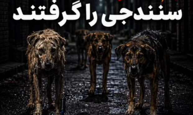 کارزار جمع‌آوری سگ‌های بی‌سرپرست در سنندج آغاز شد