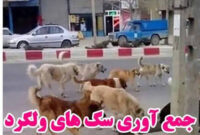 کارزار پاک‌سازی شهر از سگ‌های ولگرد آغاز شد!