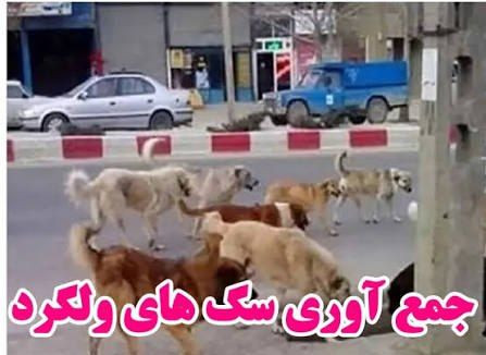 کارزار پاک‌سازی شهر از سگ‌های ولگرد آغاز شد!