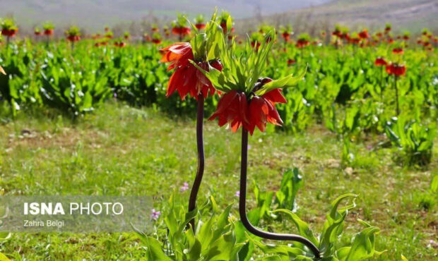 کارزار درخواست به‌روزرسانی تعرفه دستمزد کارشناسان رسمی دادگستری راه‌اندازی شد