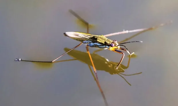 راز عدم زندگی حشرات در اقیانوس‌ها هنوز حل نشده است
