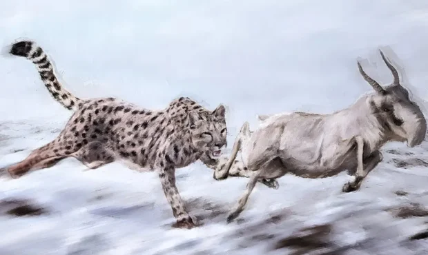 «یوزپلنگ آمریکایی» در واقع گربه‌سانی متفاوت از یوزپلنگ است!